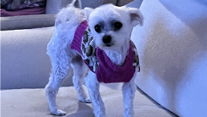 Lost Pet: Aliese