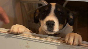 Lost Pet: Woody