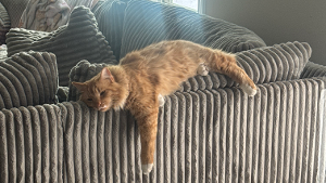 Lost Pet: Henry