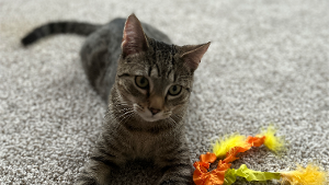 Lost Pet: Honda