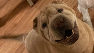 Lost Pet: Princess