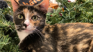 Lost Pet: FREYA