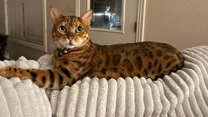 Lost Pet: Zeus