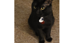 Lost Pet: Midnight