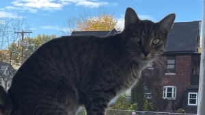 Lost Pet: Clyde