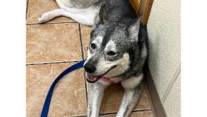 Lost Pet: Ellie