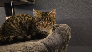 Lost Pet: Ember