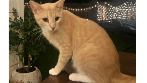 Lost Pet: Tom