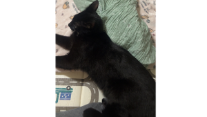 Lost Pet: Gasket