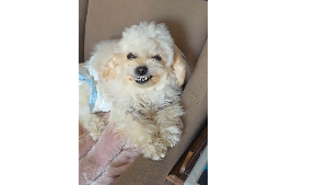 Lost Pet: Bisbee