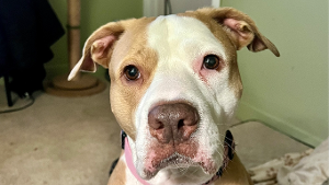 Lost Pet: Olive