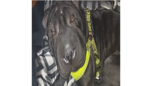 Lost Pet: Oba