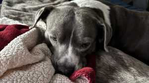 Lost Pet: Georgie