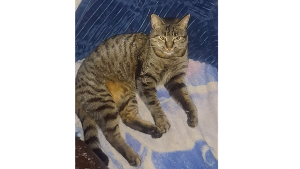 Lost Pet: Emerald Hughes