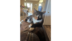 Lost Pet: Pumpkin