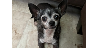 Lost Pet: Lady B