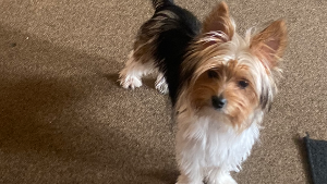 Lost Pet: Gizmo