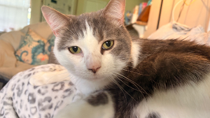 Lost Pet: Macron Wills-Smith