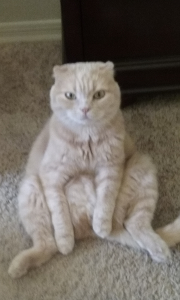 Lost Pet: Riley