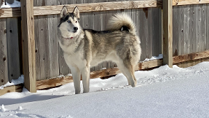 Lost Pet: Kona