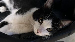 Lost Pet: Tiger
