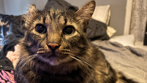 Lost Pet: Ozzy