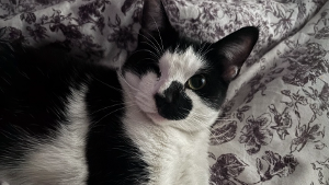 Lost Pet: Nimbus