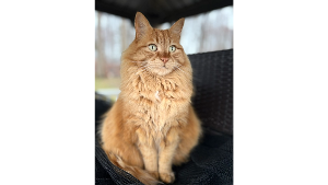 Lost Pet: Dusty