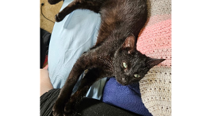 Lost Pet: Chloe