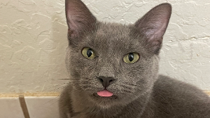 Lost Pet: Jasper
