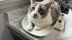 Lost Pet: Frankie
