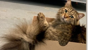Lost Pet: TEA