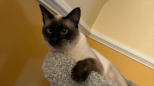 Lost Pet: taboosh