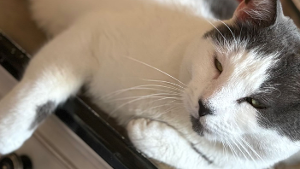 Lost Pet: Lilo Rodriguez