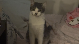 Lost Pet: Armin