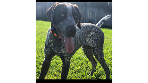 Lost Pet: Wyatt