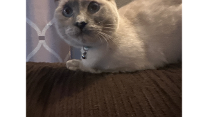 Lost Pet: Leia