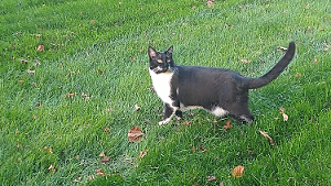 Lost Pet: Stella