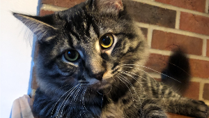 Lost Pet: Benson Douglas