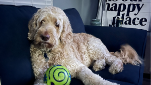 Lost Pet: DUKE