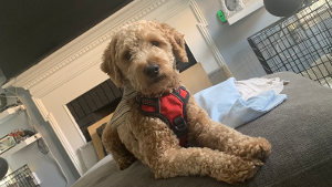 Lost Pet: Yoshi