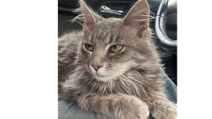 Lost Pet: MLB