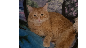 Lost Pet: Lestat