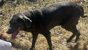 Lost Pet: Shadow