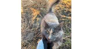 Lost Pet: Skittles