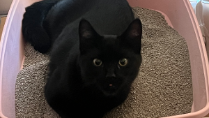 Lost Pet: Ozzy