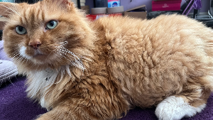 Lost Pet: Hecliffe