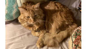 Lost Pet: Honey