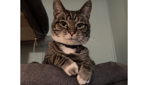 Lost Pet: Pheonix