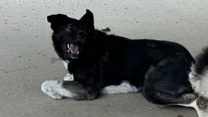 Lost Pet: Rosie